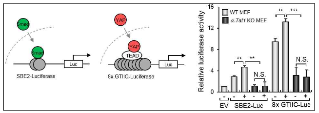 연성환경에서 TGF-β1에 의한 미세소관 아세틸화 의존적 전사조절인자의 활성 비교
