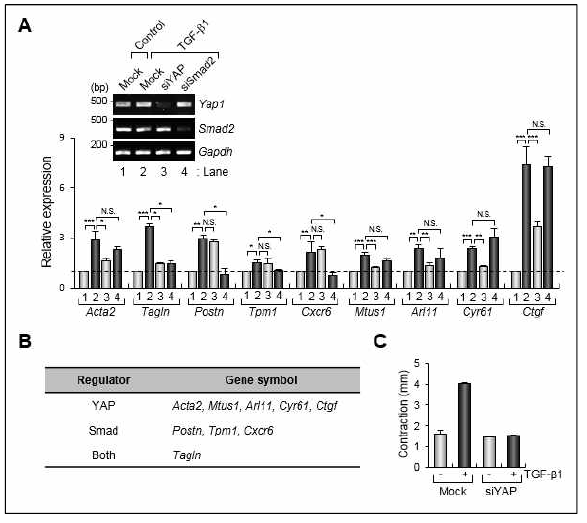 YAP, Smad 의존적 유전자 발현 조절