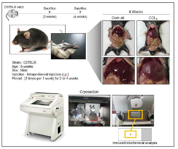 간경화 마우스 모델을 수립하기 위한 실험 과정