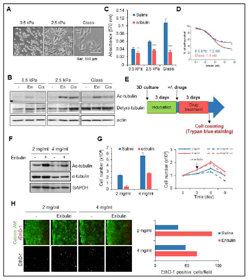 PAG와 3D 배양 시스템을 통한 미세 소관 아세틸화와 eribulin 민감도 관련성 확인