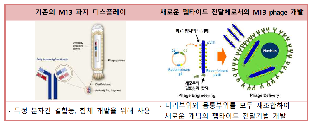 새로운 펩타이드 전달체로서 Engineered M13 bacteriophage 개발의 필요성