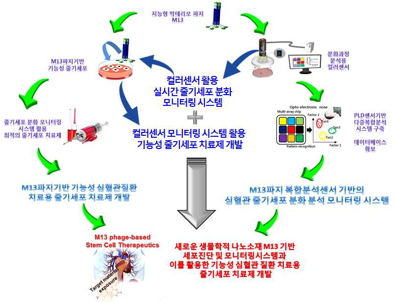 박테리오파지 기반 기능성 줄기세포 치료제 개발 및 M13 파지 복합분석센서 기반의 심혈관 줄기세포 분화 분석 모니터링 시스템 구축 모식도