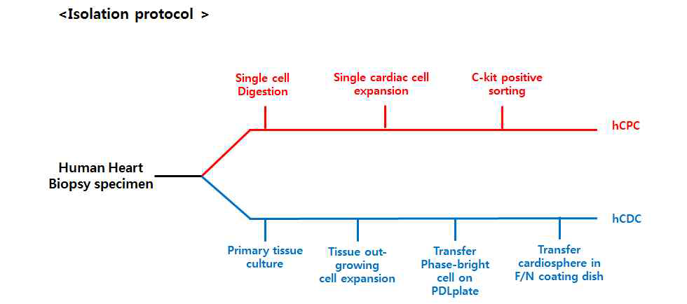 심근줄기세포 분리배양법 모식도