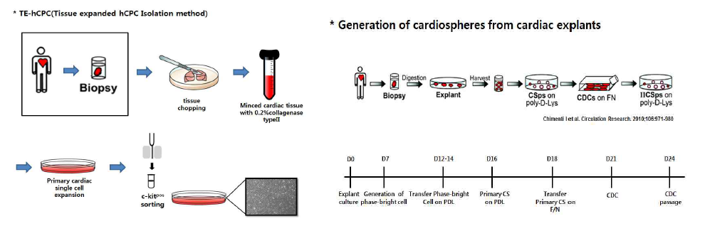 c-kit 양성세포 및 cardiosphere drived cells 분리배양 과정 모식도