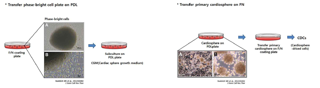 cardio-sphere drived cells 배양과정