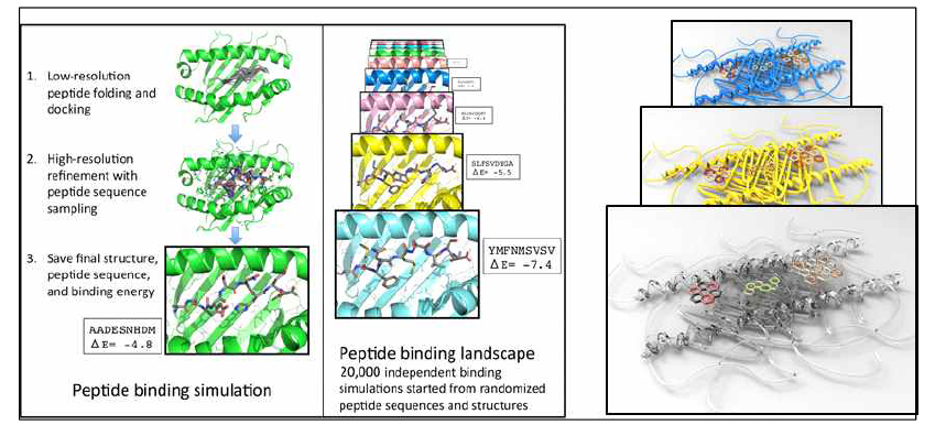 시뮬레이션을 통한 특이적 결합 기능성 펩타이드 발굴