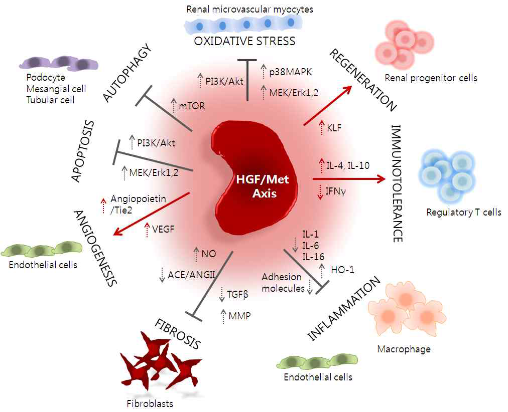 신장에서 HGF-Met axis의 다양한 역할