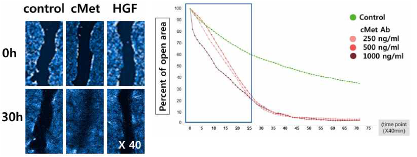 사구체 내피세포 scratch wound healing assay