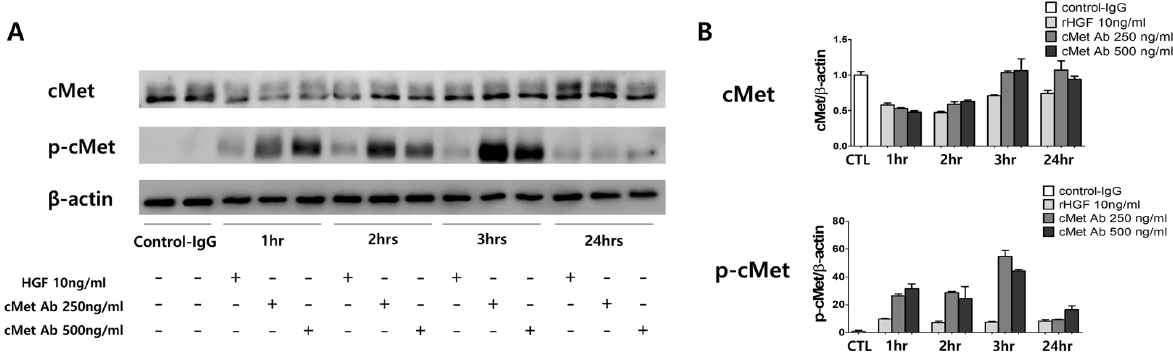 cMet agonistic 항체 투여 후 phospho-cMet의 시간대별 변화 확인