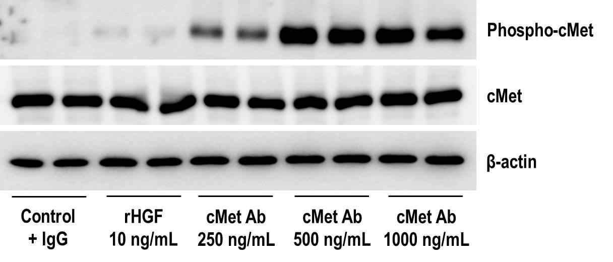 cMet 항체 농도에 따른 phospho-cMet 발현