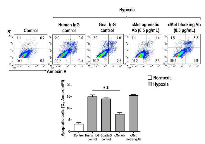 근위 세뇨관 상피세포에서 cMet 항체의 anti-apoptotic 효과