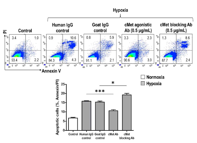 사구체 내피세포에서 cMet 항체의 anti-apoptotic 효과