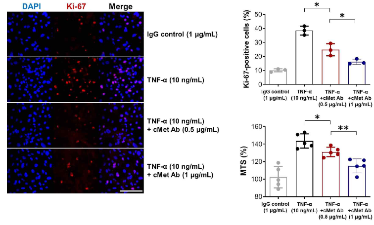 TNFα에 의해 증식된 메산지움세포에 항체 처리 후 변화 확인