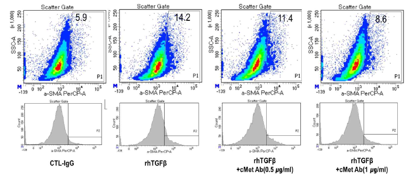 TGF-β 처리 후 증가한 α-SMA+ cell의 cMet 항체 투여 후 감소 확인