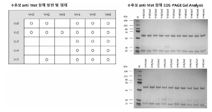 발현된 anti-Met 후보항체 종류 및 정제된 후보항체를 환원한 후, SDS-PAGE 겔에 전기영동하여 중쇄영역과 경쇄영역으로의 분리를 확인한 결과