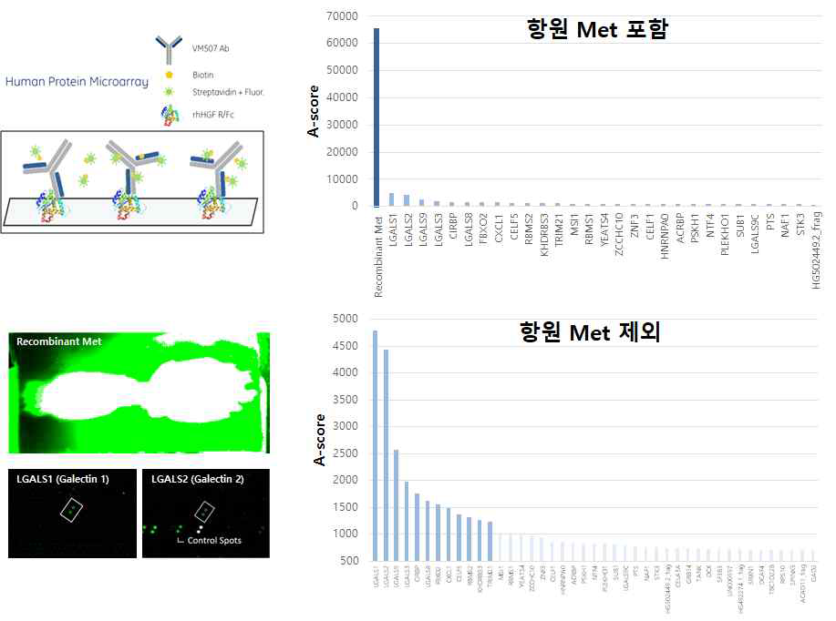 Anti-Met 항체의 항체특이성 및 교차반응성 검사; A-score, 형광강도(signal intensity)를 수치화