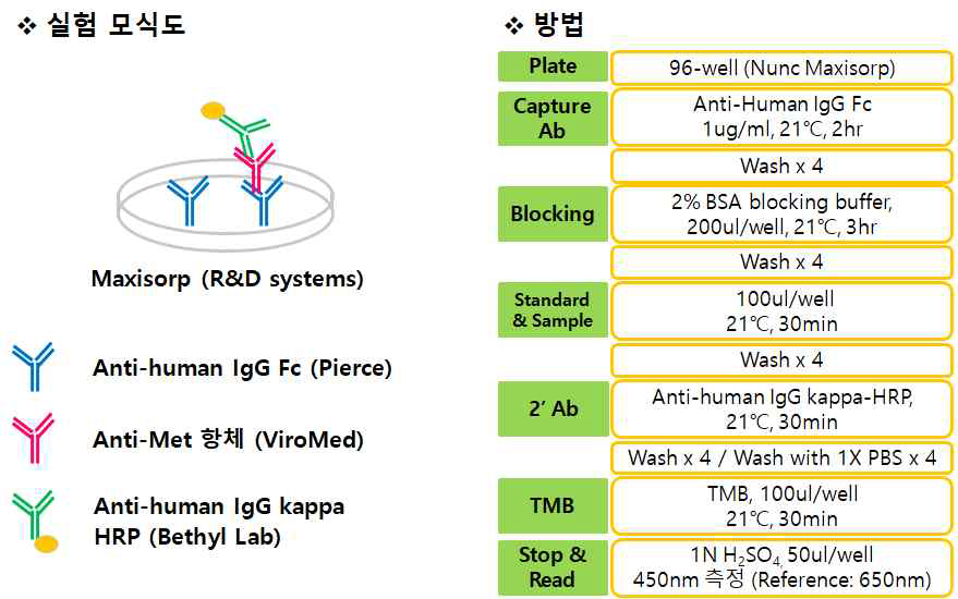 후보항체(Anti-Met 항체) ELISA - 실험모식도 및 실험 방법