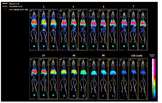111In-anti-Met 투여 후 마우스 생체 내 분포 영상 대표 이미지; 정상 마우스, normal(왼쪽) vs. 신장질환 마우스, UUO model(오른쪽)