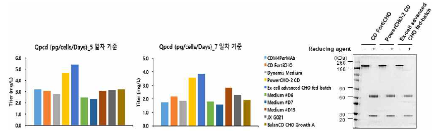 Flask 검증실험에서 측정된 세포의 수 및 생존도, 생산성 자료를 활용하여 도출된 Qpcd 결과(좌)와 선정된 배지에서 정제된 항체의 SDS-PAGE 분석 결과(우)