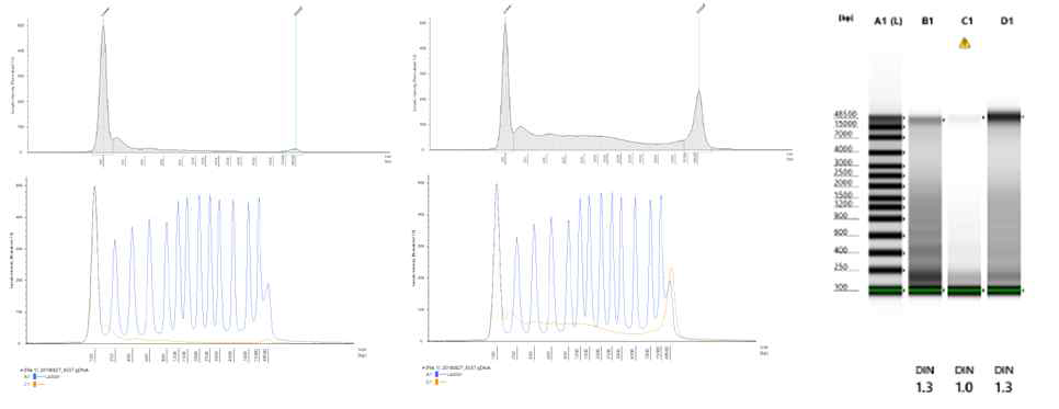 Cell free DNA의 quantity and quality control 결과 분석 자료. 좌측은 small fragmented DNA만 잘 집적되어 있으나 DNA band가 관찰되지 않아 quantity를 만족시키지 못함