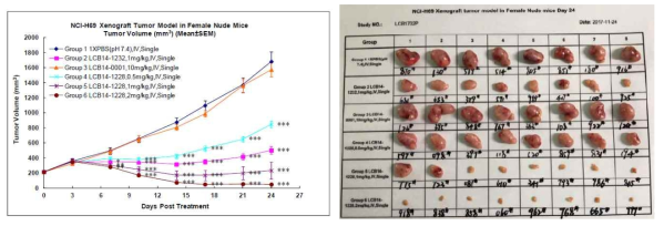 소세포폐암 NCI-H69 CDX 동물 모델에서의 효능평가 결과 - 1차