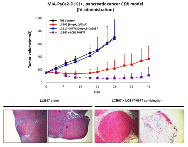 췌장암 CDX 동물 모델 (MIA-PaCa2) 에서의 효능평가 및 trichrome staining 결과