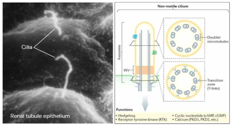 신세뇨관 세포에서 관찰된 primary cilia 및 primary cilia의 미세 구조