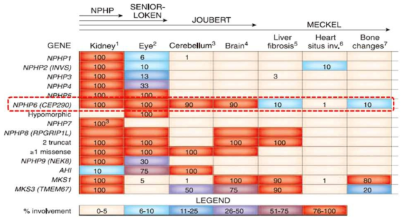 CEP290 등 ciliopathy의 주요 원인유전자 이상에 의하여 초래되는 전신 장기 병변들
