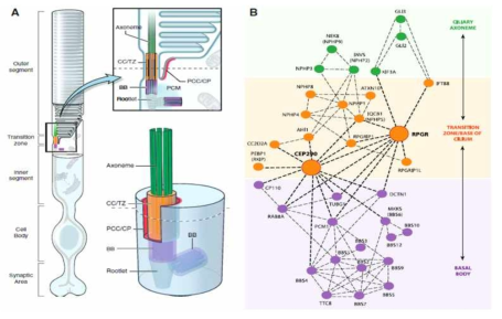 광수용체 세포 연결섬모의 transition zone 구조 (A) 및 Ciliopathy 단백질들의 작용위치 및 상호작용 (B)
