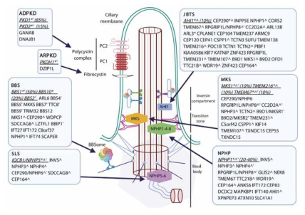 신장 관련 cilopathy와 그 관련 유전자