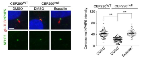 NPHP5 단백질 항체형광염색 및 NPHP5에 미치는 Eupatilin의 영향