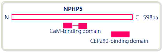 NPHP5 단백질의 도메인 구조