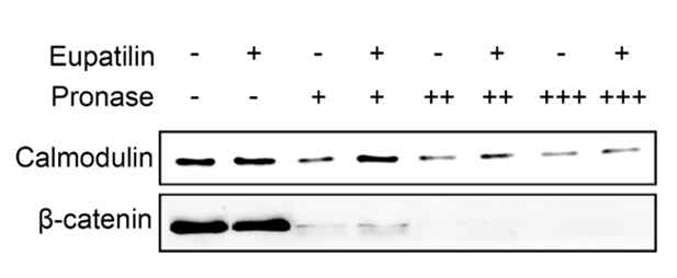 Calmodulin-Eupatilin 상호작용: DARTS-Western blot