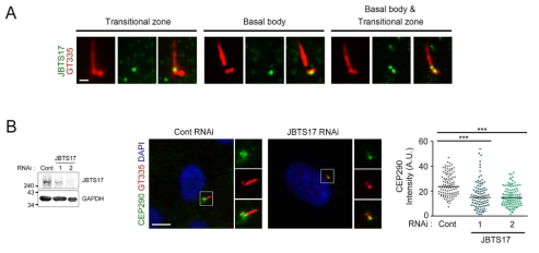 JBTS17 발현억제에 의한 transition zone CEP290 단백질의 감소