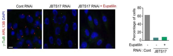JBTS17 발현억제에 의한 섬모형성 부진