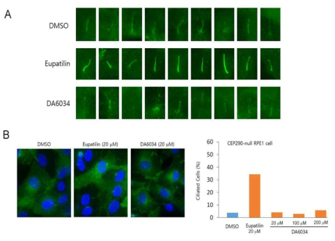 약물후보인 Eupatilin과 DA6034의 효능 비교