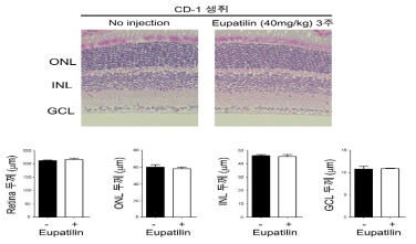 Eupatilin 처리가 망막 형성 및 유지에 미치는 영향 분석