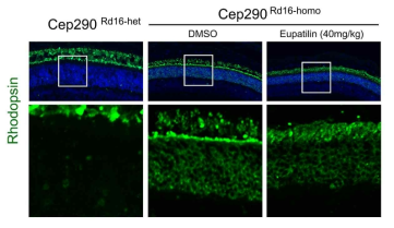 Eupatilin 처리 생쥐와 대조군 생쥐 망막에서 Rhodopsin 항체 형광염색 양상