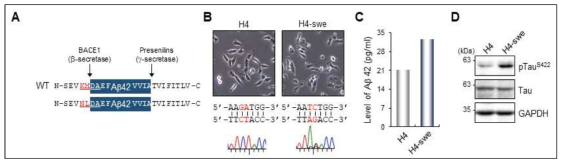 H4 swedish 돌연변이형 세포주(H4-swe)의 치매 모델 유용성 검증