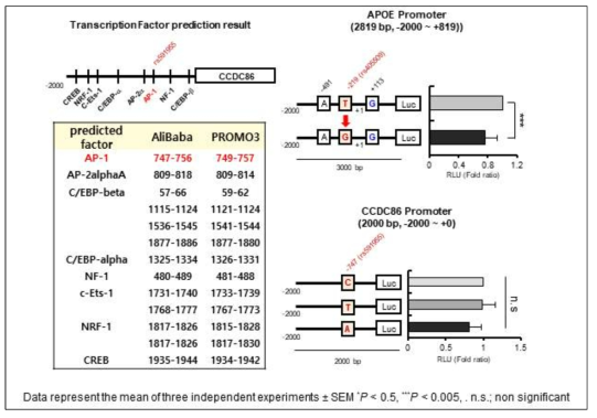 CCDC86 promoter SNP에 따른 promoter 활성 분석