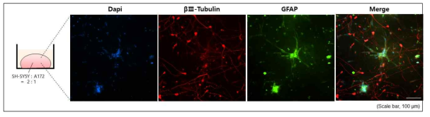 다차원적 치매 연관 유전자 기능 분석을 위한 신경세포와 신경교세포(glia cell) 3D 공배양