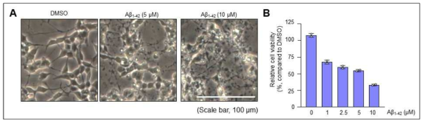 Aβ1-42 oligomer에 의한 세포독성