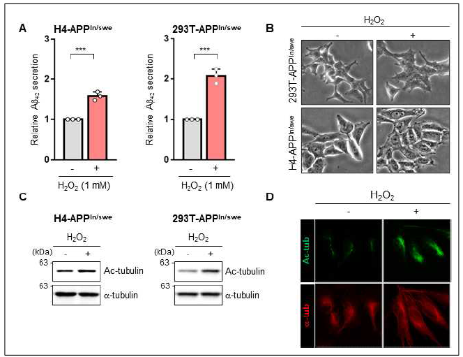 H2O2에 의한 Aβ 분비 증가 및 미세소관 아세틸화 증가