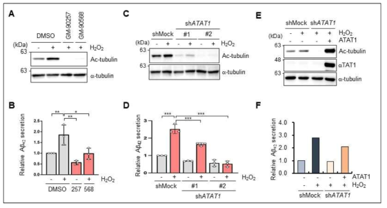 α-TAT1 활성 및 발현저해에 따른 H2O2에 의한 Aβ 분비량 변화