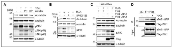 H2O2에 의한 JNK 신호전달기작과 미세소관 아세틸화