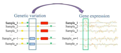 유전자 다양성과 발현과의 상관관계