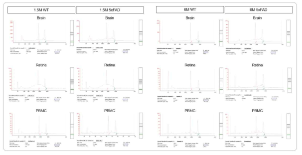 1.5개월, 6개월된 정상 쥐(WT) 치매 쥐(5xFAD)에서 전사체 분석을 위한 Total RNA 분리 및 품질 확인