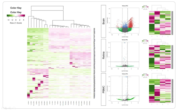 자체 개발한 RNA-seq 분석 파이프라인을 통한 1.5개월, 6개월된 정상 쥐(WT) 치매쥐(5xFAD)에서 뇌조직, 망막, PBMC에서의 전사체 분석 결과