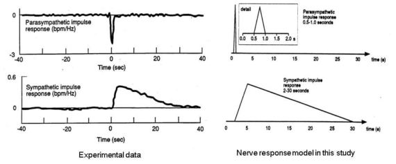 특정한 자극에 의한 교감/부교감 신경의 activity에 대한 실험결과 및 이에 대한 자극-반응 activity 모델링