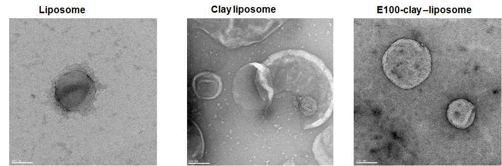 BSA-FITC 봉입 리포좀, 클레이 코팅 리포좀, eudragit S100-클레이 코팅 리포좀의 TEM 이미지. 스케일 바는 100 nm를 나타냄